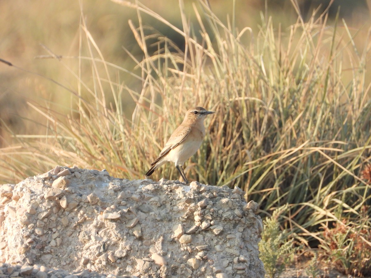 Isabelline Wheatear - ML647078671