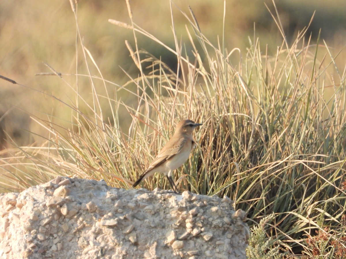 Isabelline Wheatear - ML647078672