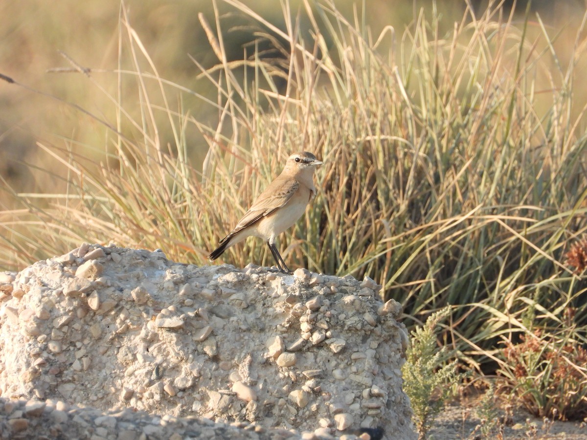 Isabelline Wheatear - ML647078673