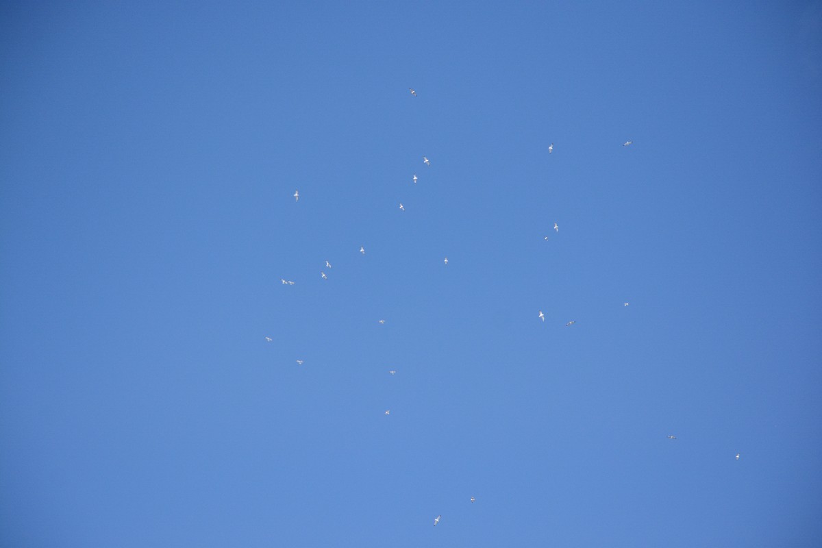 gull sp. - ML647078674