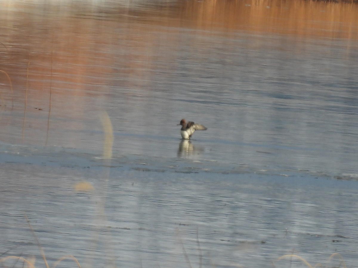 Hooded Merganser - ML647078675