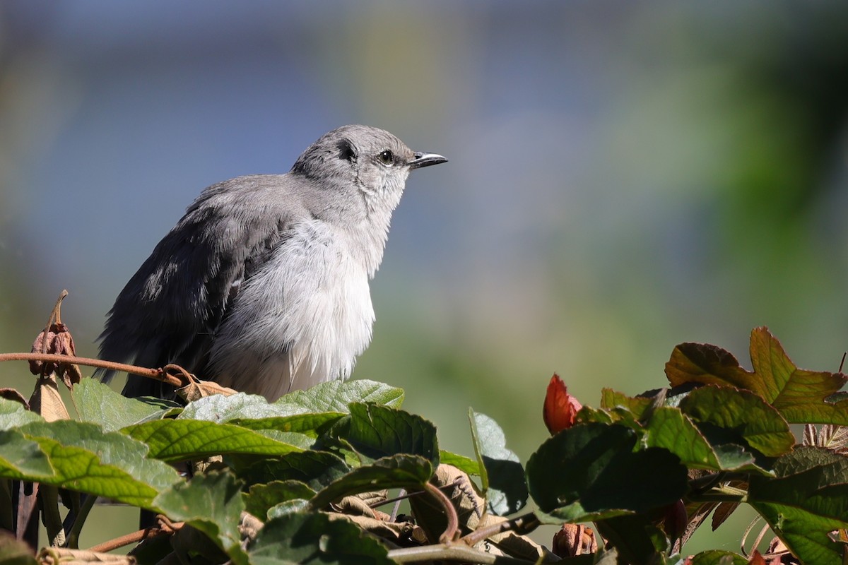Tropical Mockingbird - ML647078677