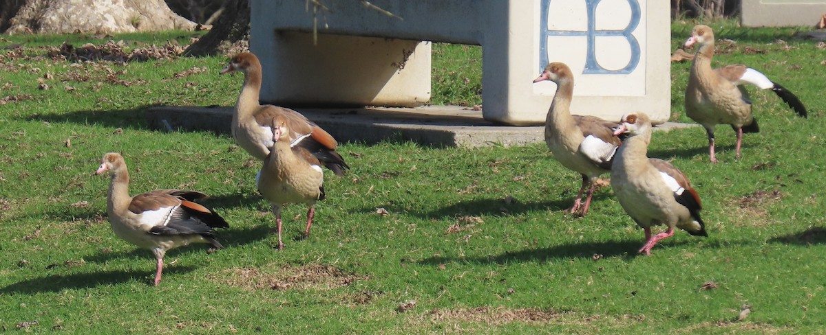 Egyptian Goose - ML647078679