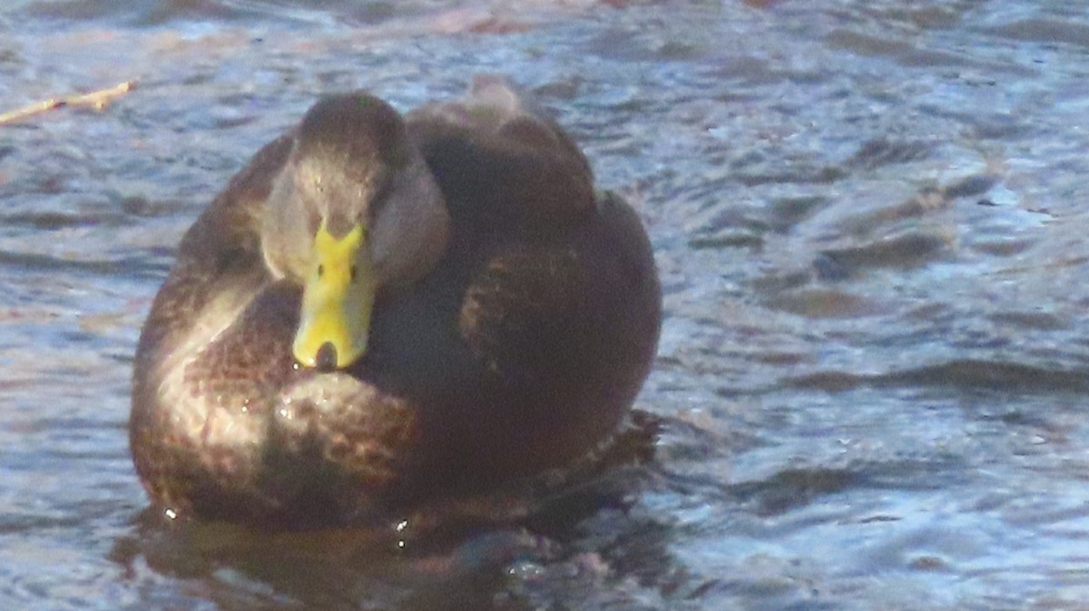 American Black Duck - ML647078680