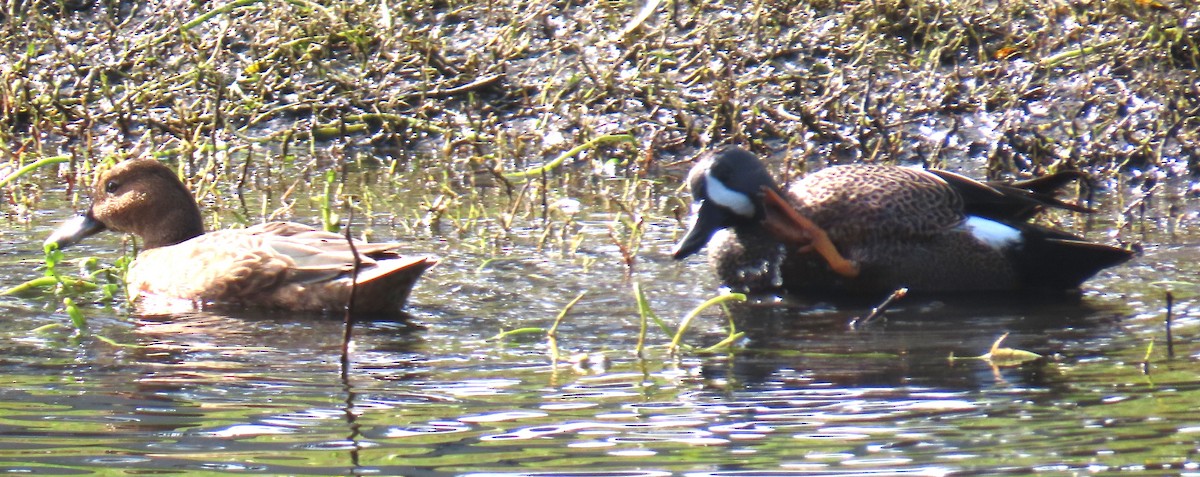 Blue-winged Teal - ML647078681