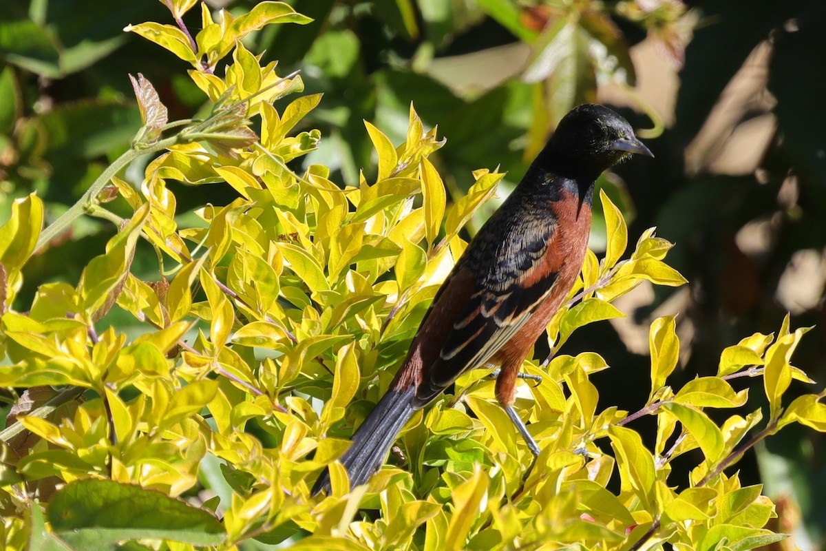 Orchard Oriole - ML647078682