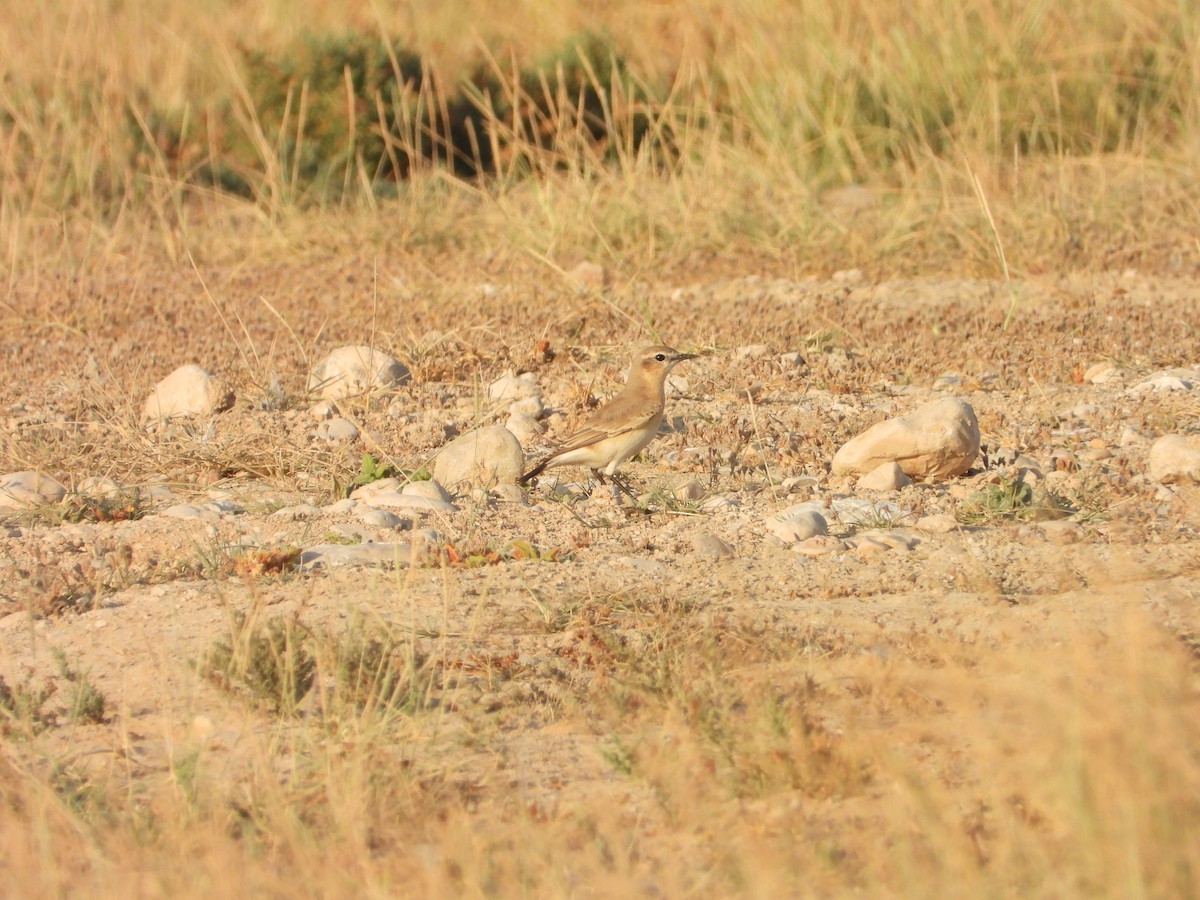 Isabelline Wheatear - ML647078683