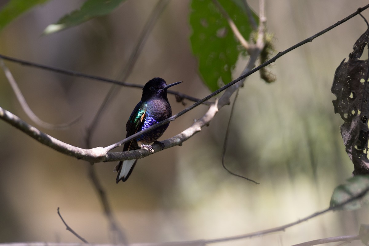 Velvet-purple Coronet - ML647078684