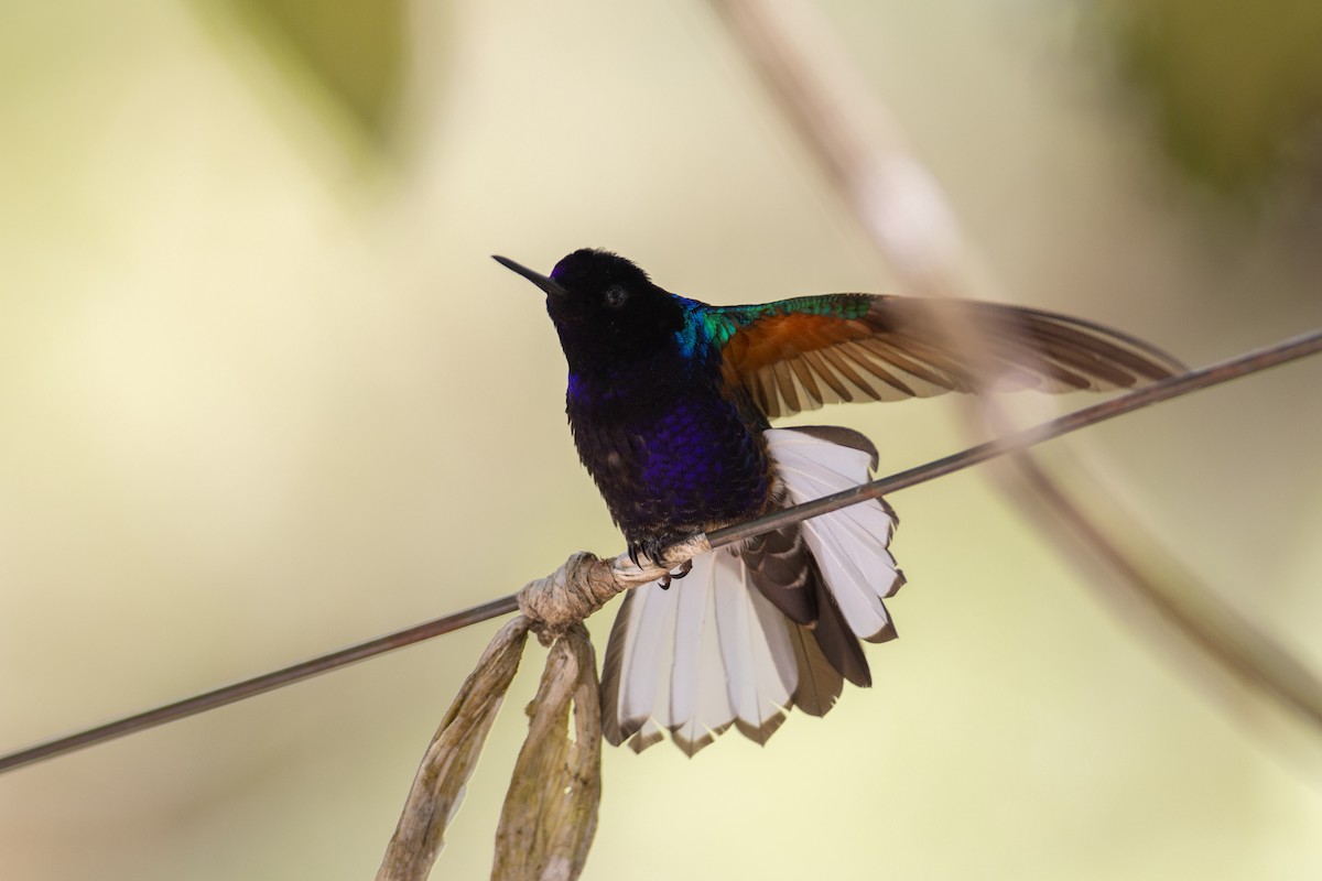 Velvet-purple Coronet - ML647078685