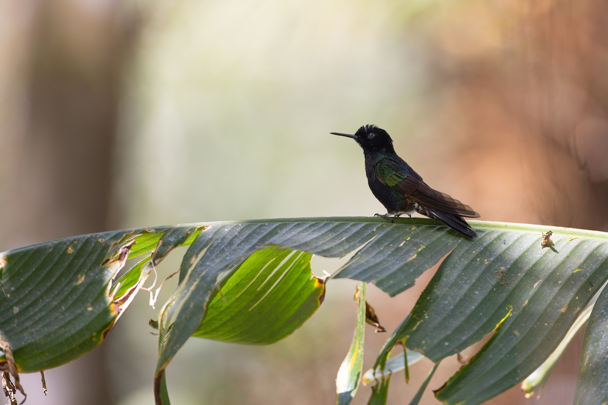 Velvet-purple Coronet - ML647078686