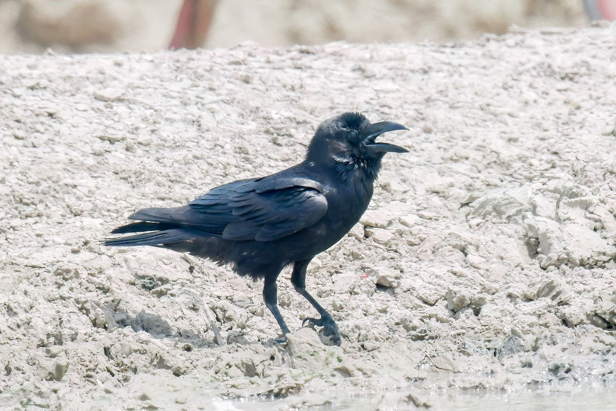 Chihuahuan Raven - ML647078687