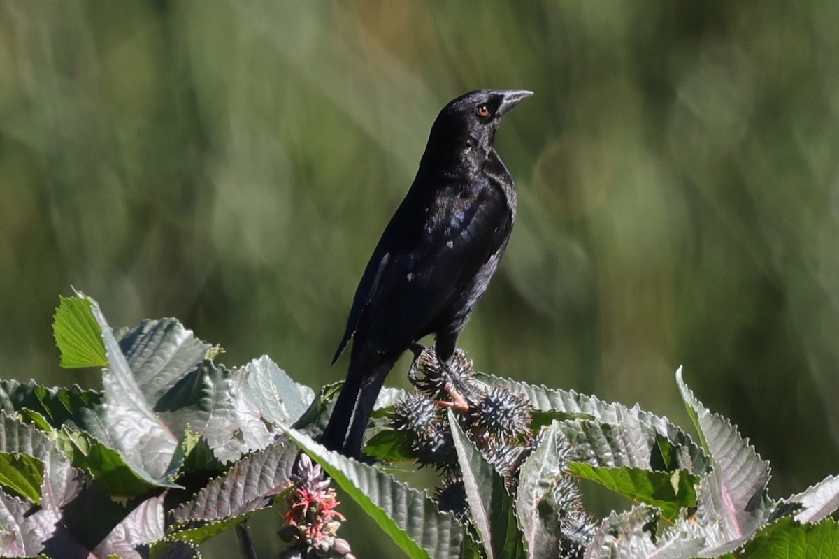 Bronzed Cowbird - ML647078690