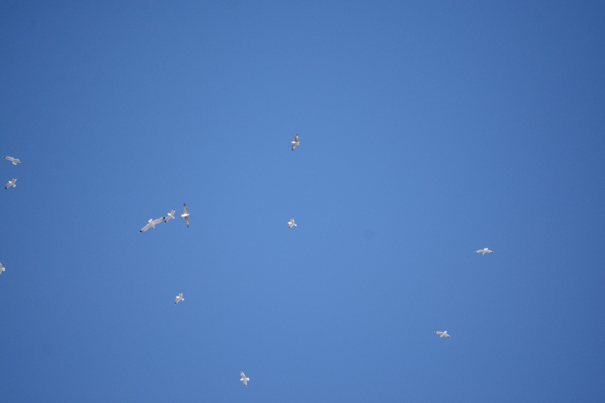 カモメ亜科 - ML647078692