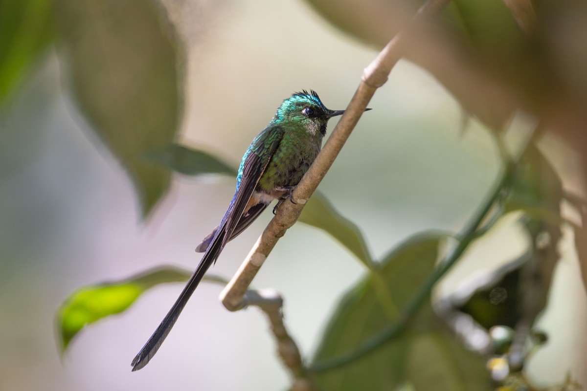 ムラサキフタオハチドリ - ML647078695