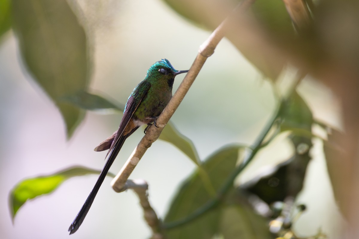 ムラサキフタオハチドリ - ML647078696