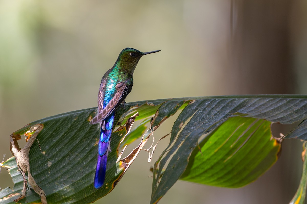 ムラサキフタオハチドリ - ML647078697