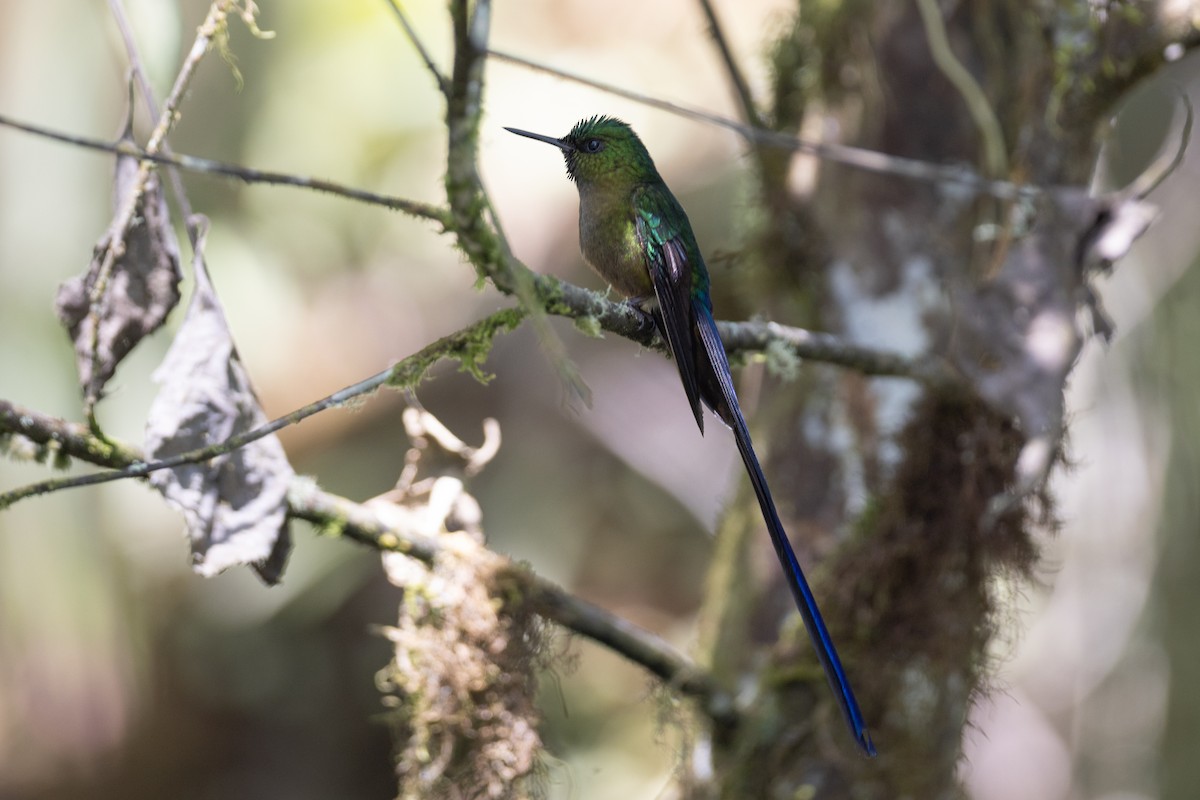 ムラサキフタオハチドリ - ML647078698