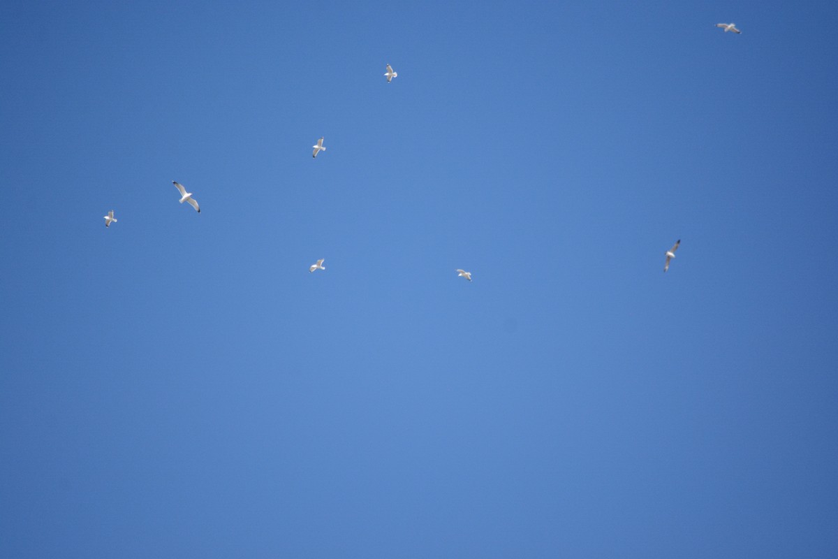 カモメ亜科 - ML647078701