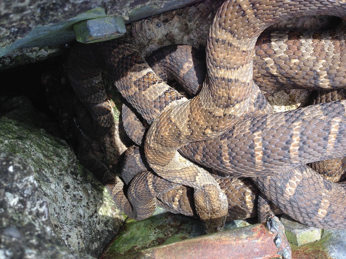 Eastern Foxsnake - ML647078711