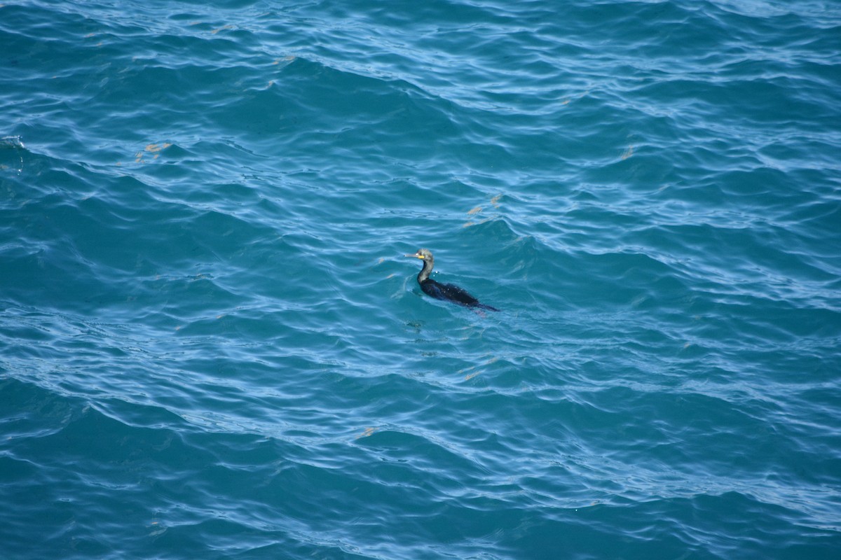 ヨーロッパヒメウ - ML647078712