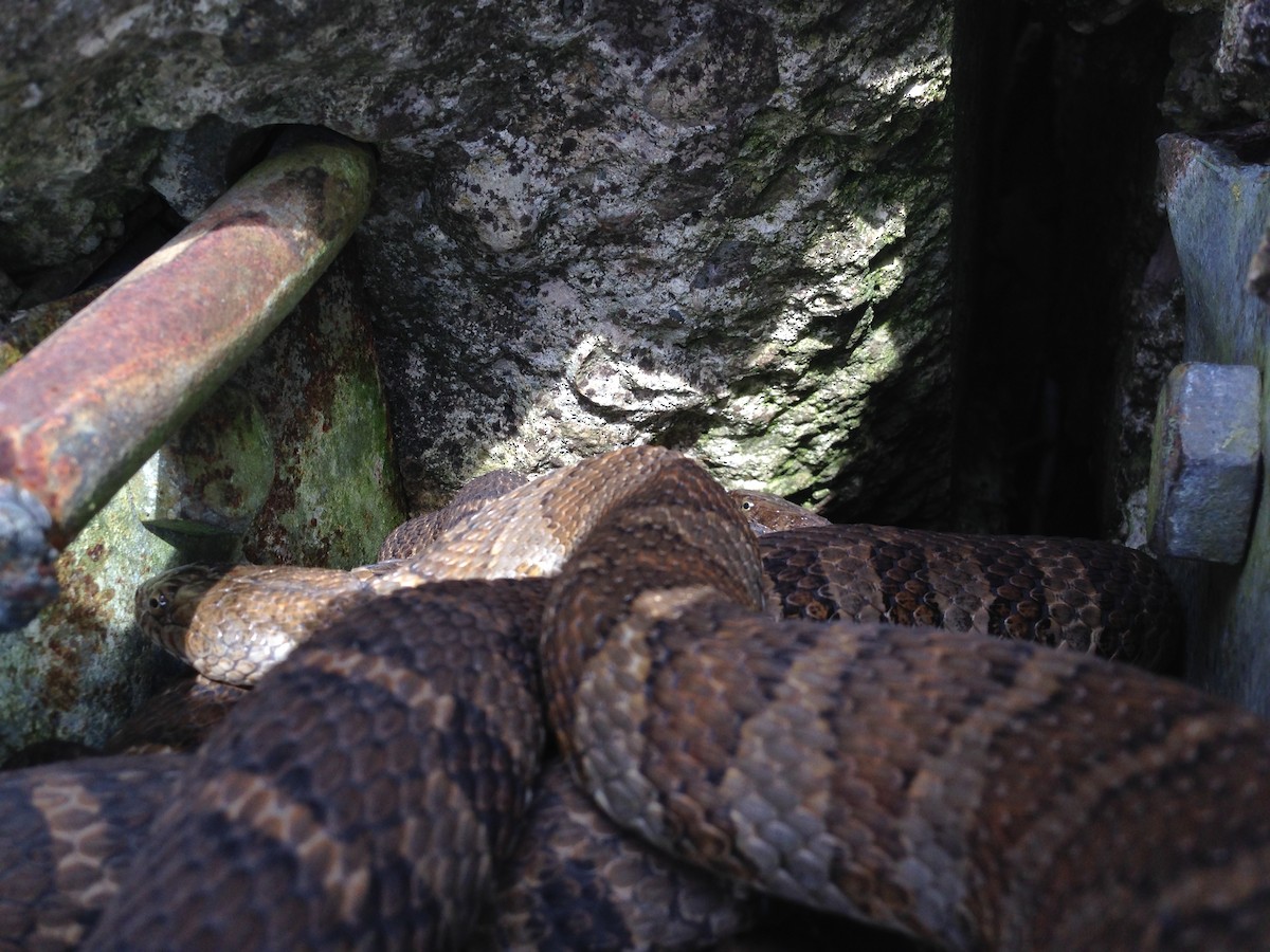 Eastern Foxsnake - ML647078714