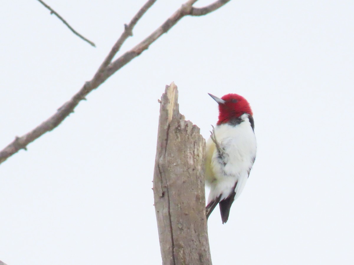 Гіла червоноголова - ML647078720