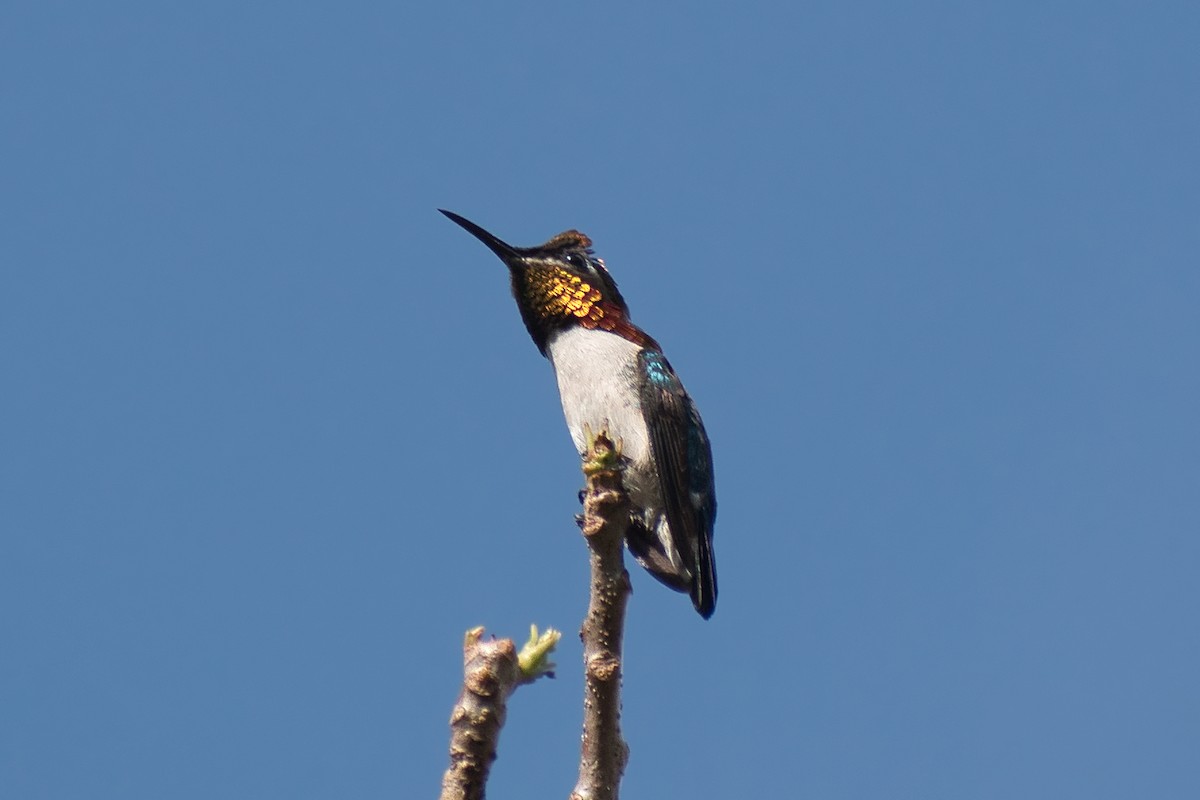 Bee Hummingbird - ML647078729