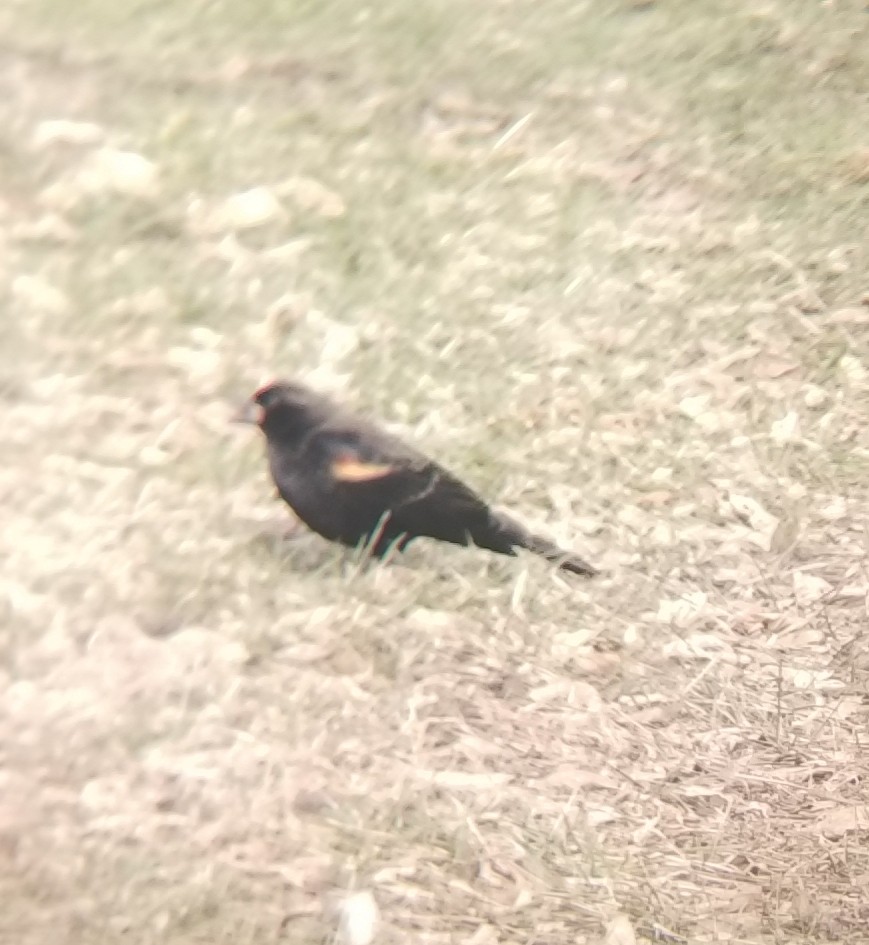 Red-winged Blackbird - ML647078731