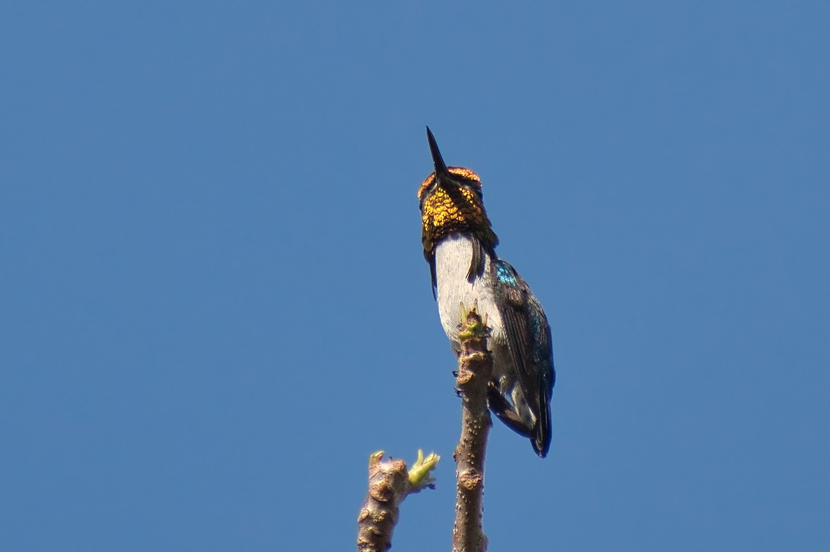 Bee Hummingbird - ML647078732