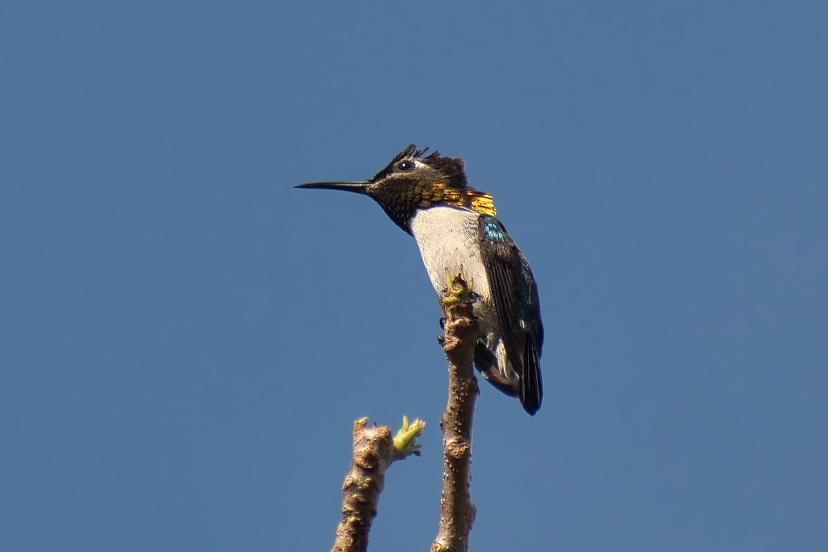 Bee Hummingbird - ML647078733