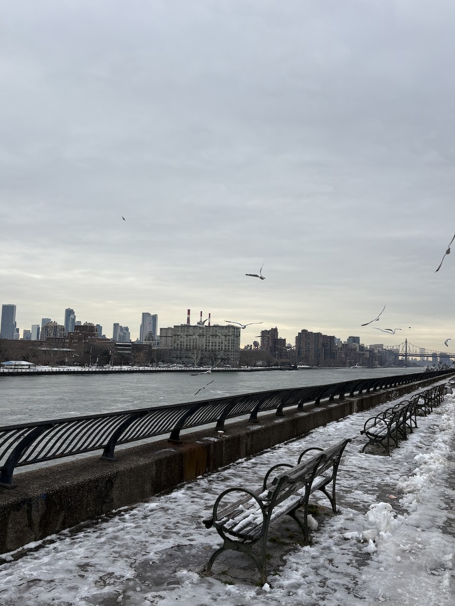 Ring-billed Gull - ML647078735
