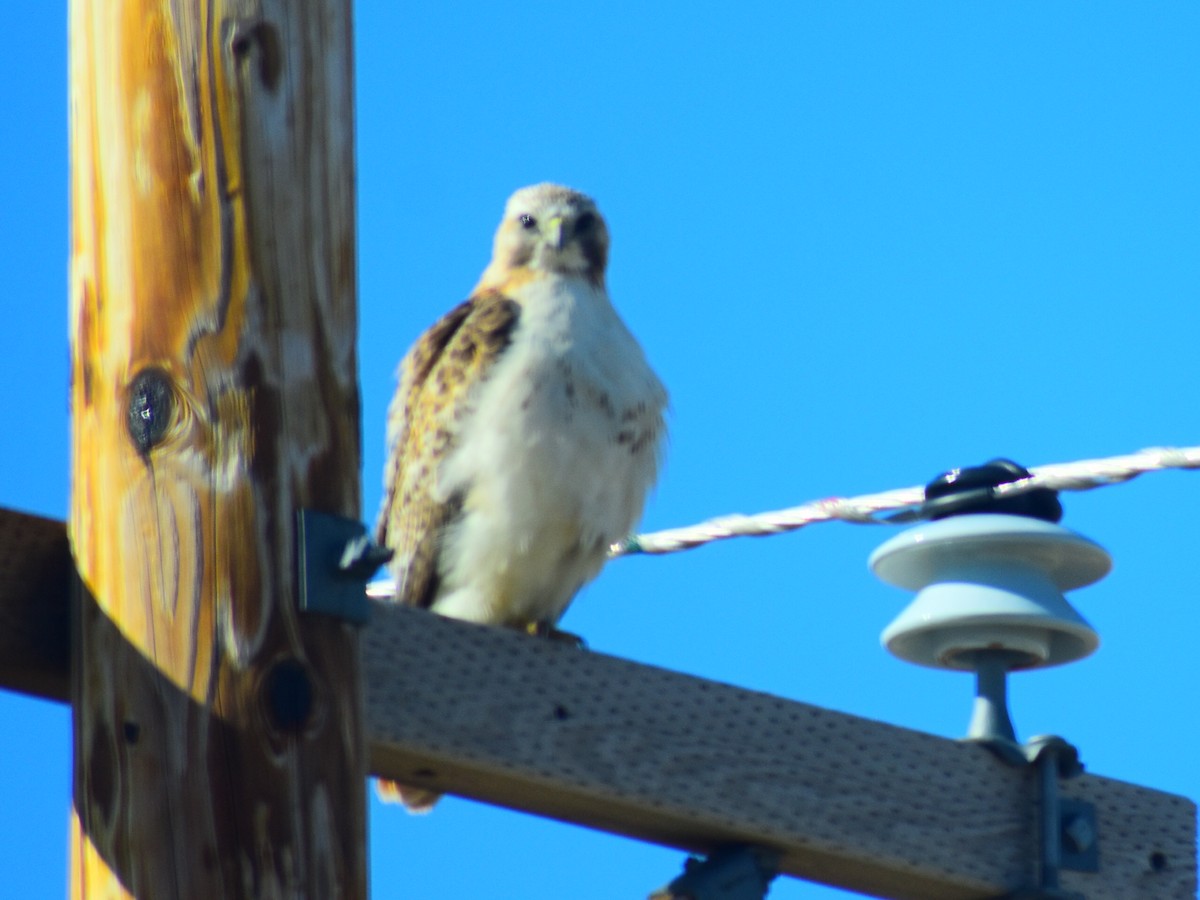 kongevåk - ML647078747