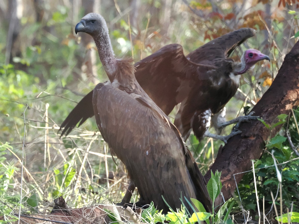 White-backed Vulture - ML647078754