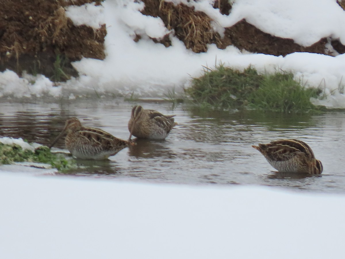 Баранець американський - ML647078759