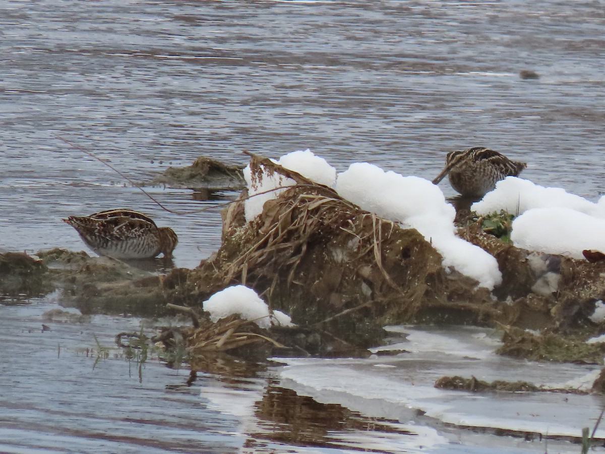 Баранець американський - ML647078760