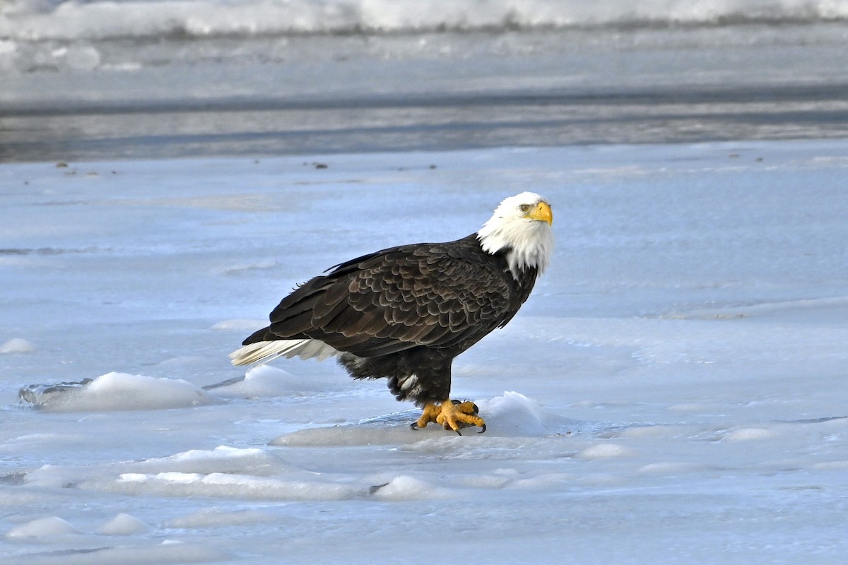 hvithodehavørn - ML647078761