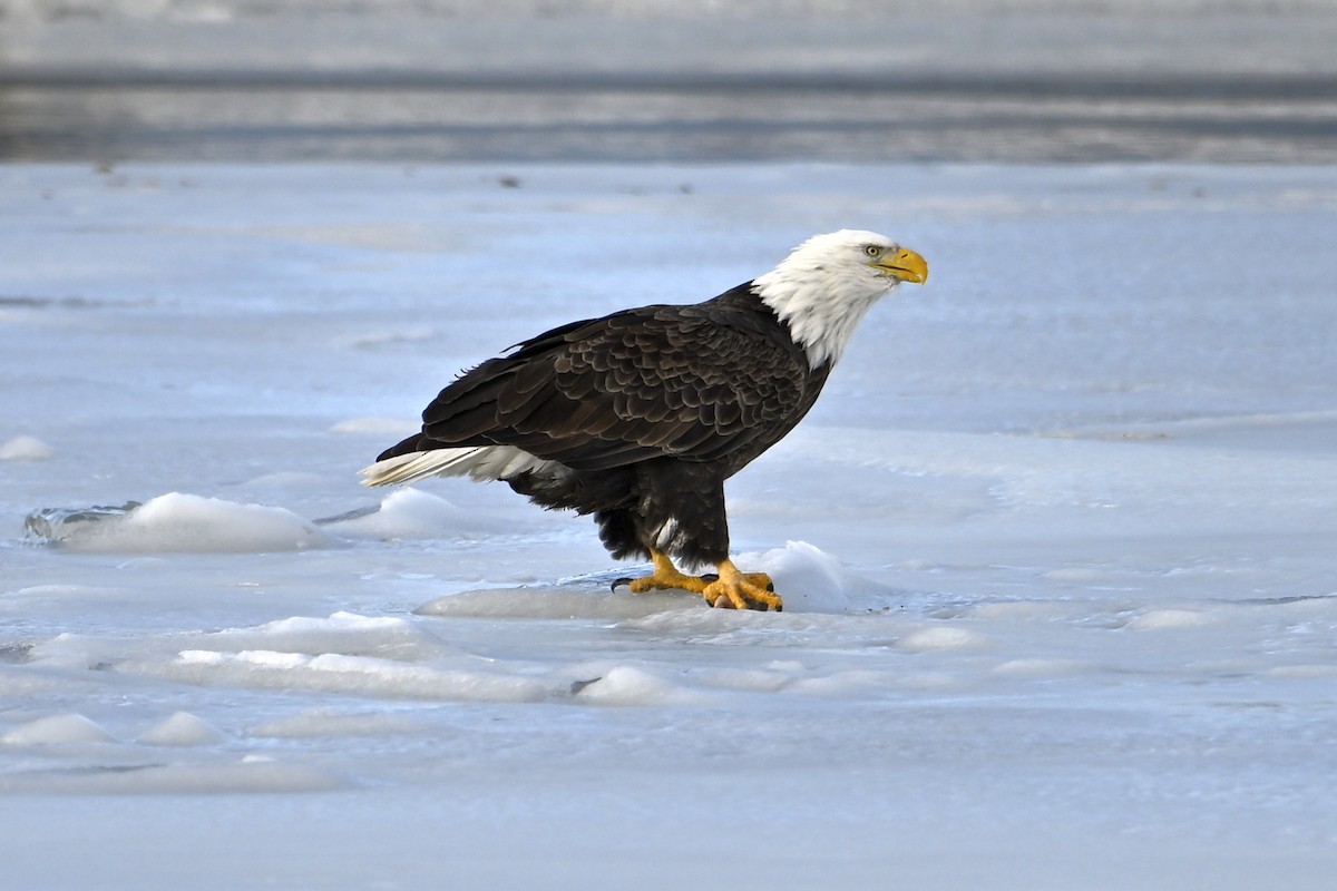 hvithodehavørn - ML647078766