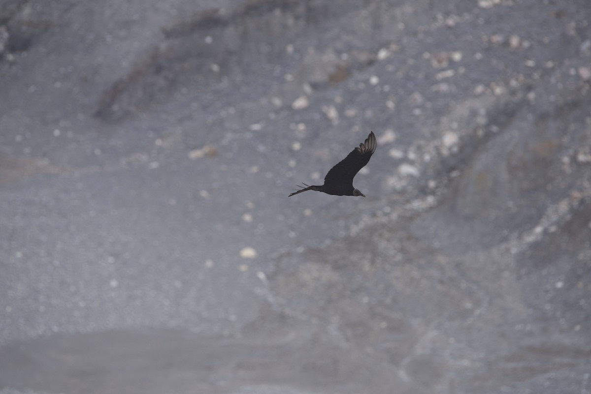 Black Vulture - ML647078771