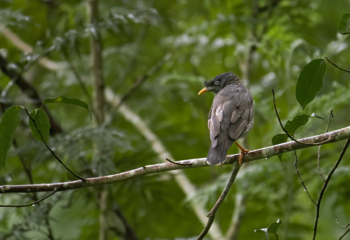 Jungle Myna - ML647078772