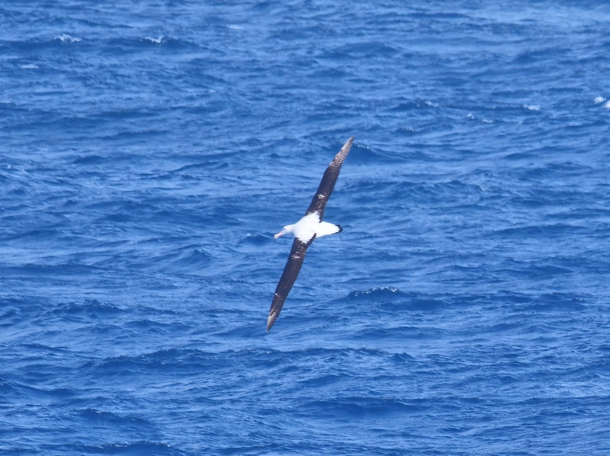 Snowy Albatross - ML647078779