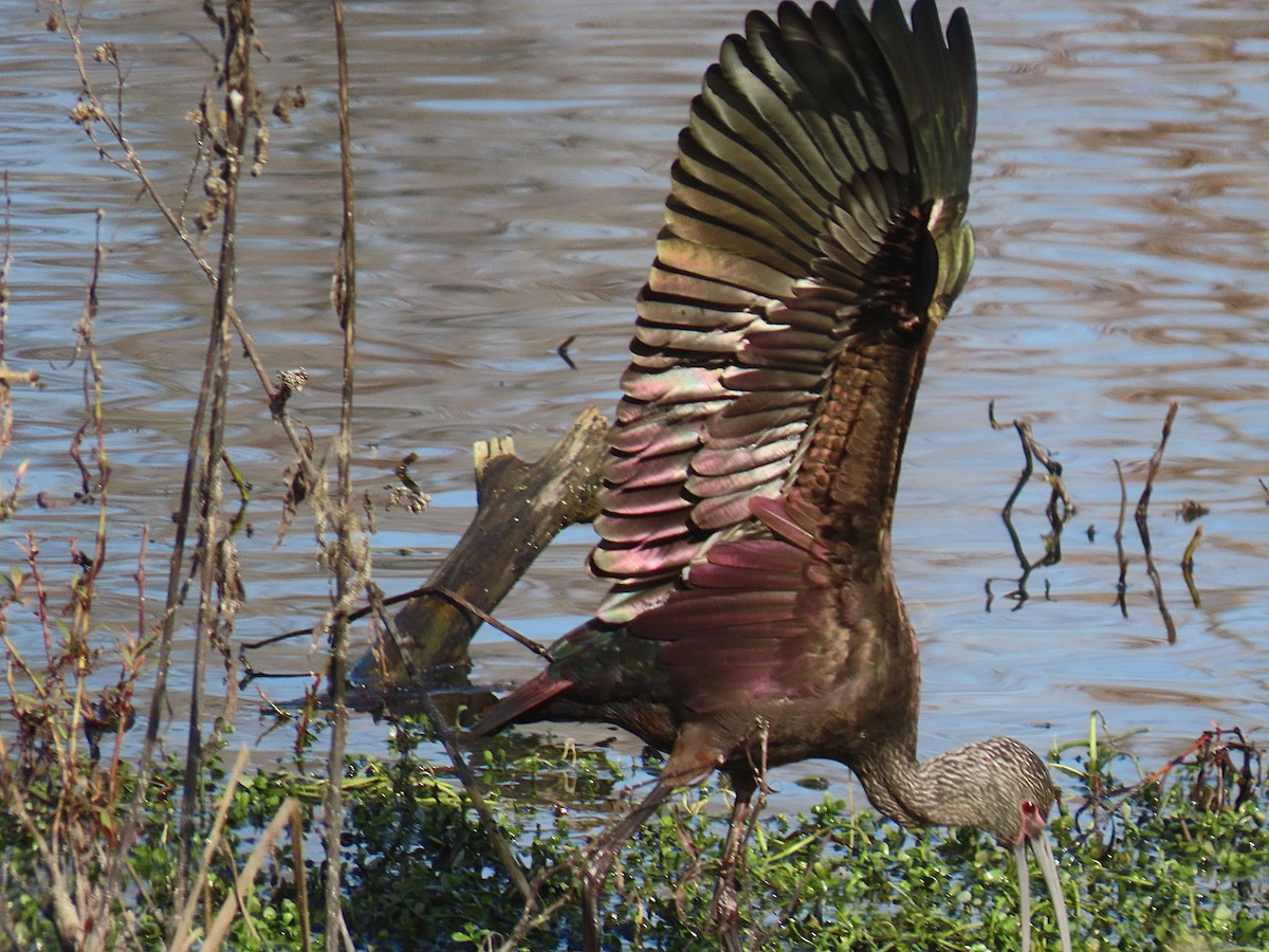 Beltzaran musuzuria - ML647078782