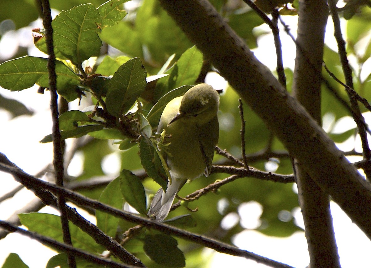 Червоїд світлобровий - ML647078784