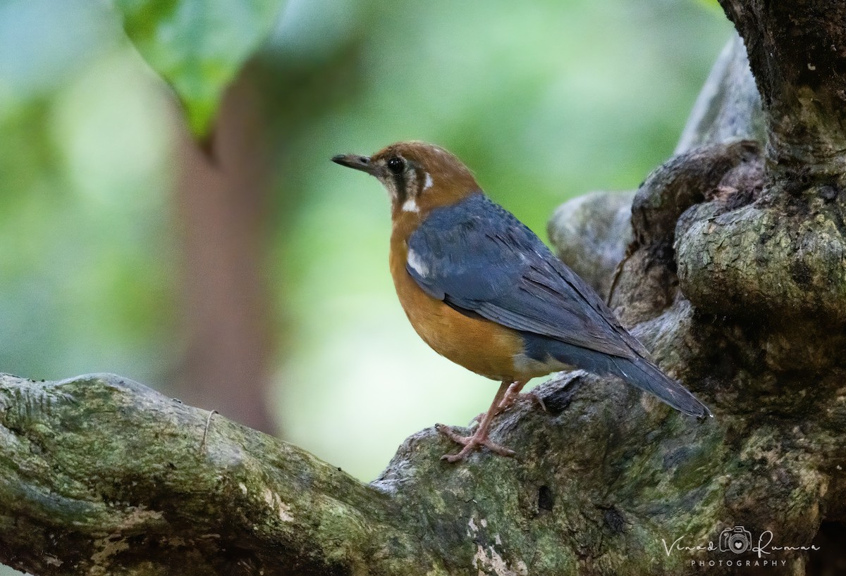 Orange-headed Thrush (White-throated) - ML647078786