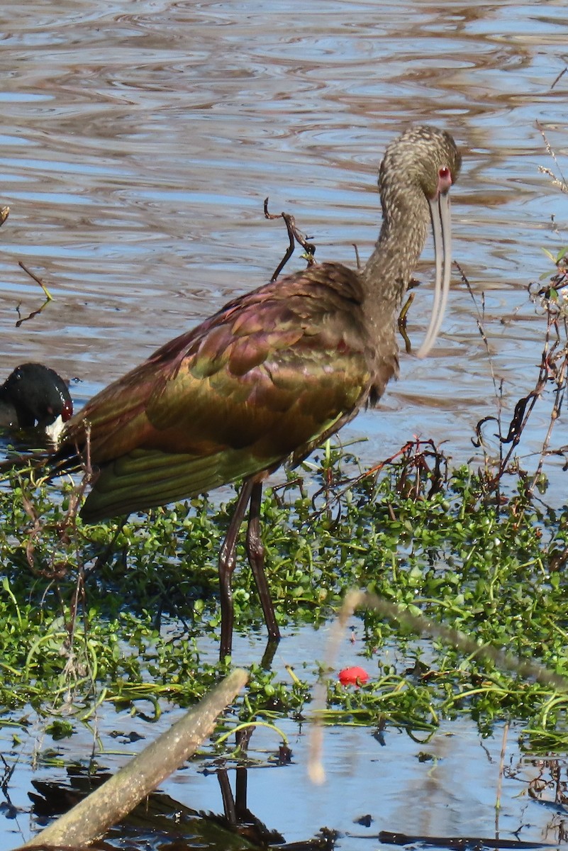 Beltzaran musuzuria - ML647078794