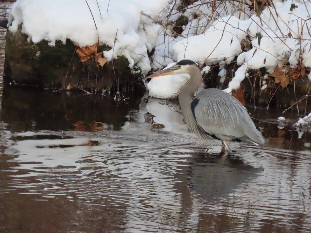Чапля північна - ML647078795