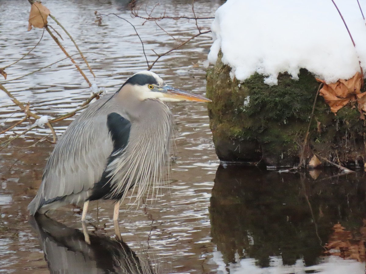 Чапля північна - ML647078796