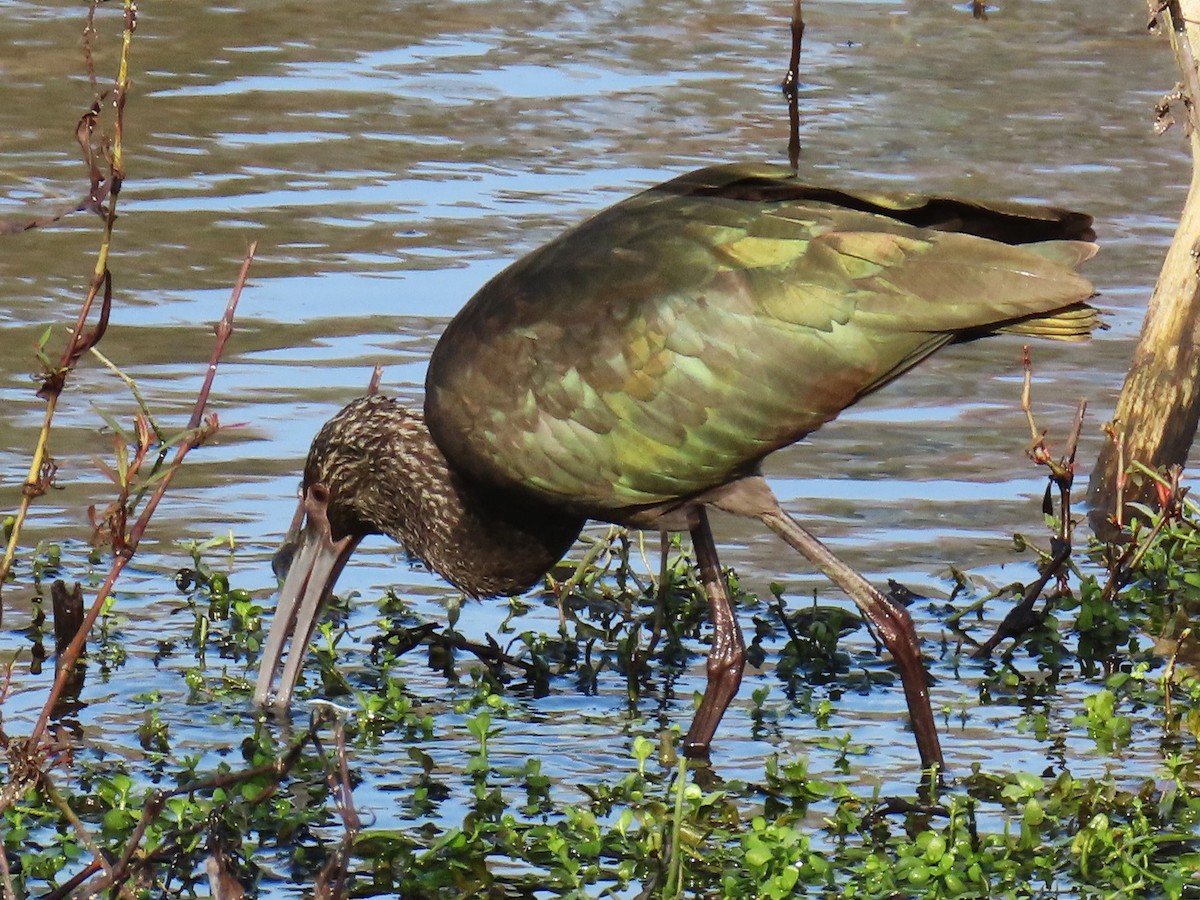 Beltzaran musuzuria - ML647078797