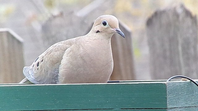 Mourning Dove - ML647078799