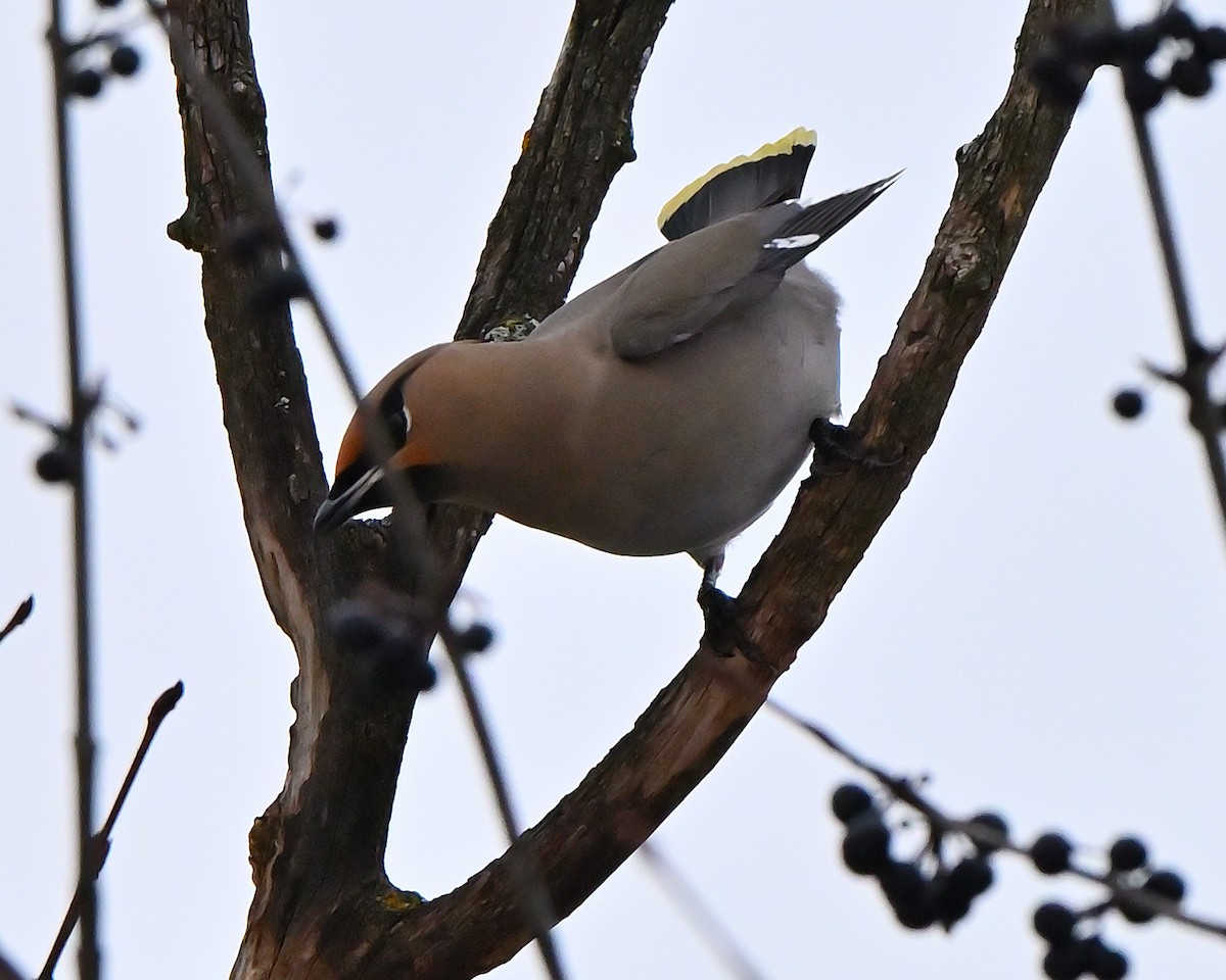 Buztanori boreala - ML647078800