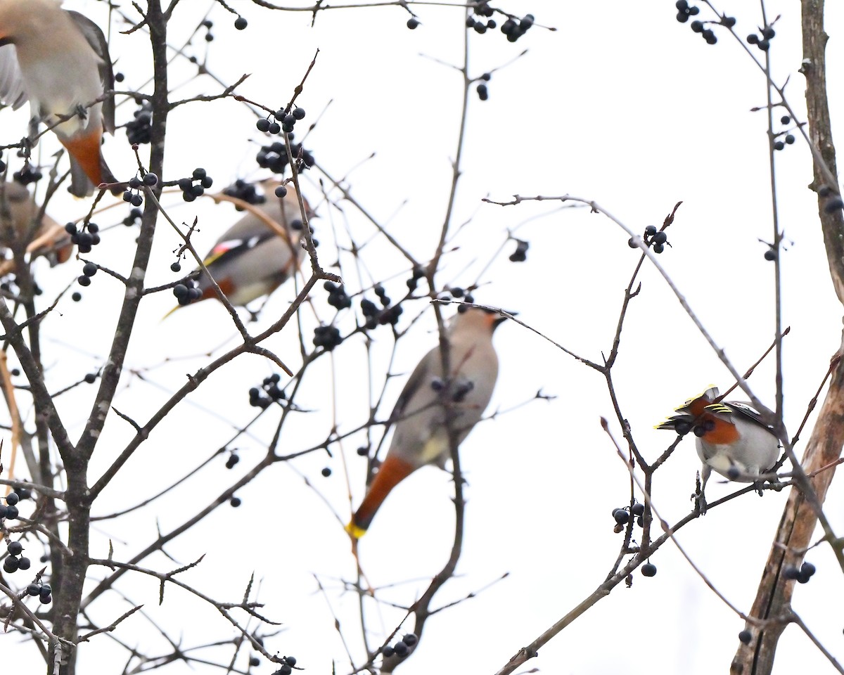 Buztanori boreala - ML647078801